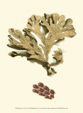 Jewels of the Sea I Posters by Frederick P. Nodder