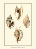 Strombus Shells Lámina por Lovell Reeve