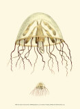 Creatures of the Sea III Posters by Frederick P. Nodder