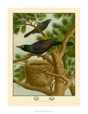 Purple Grackle Prints