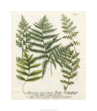 Fern Gathering II Giclee Print by Johann Wilhelm Weinmann