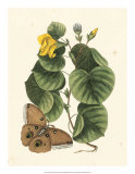 Butterfly and Botanical I Affiches par Mark Catesby