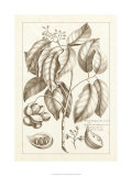 Sepia Exotics II Giclee Print by Pierre-Joseph Buchoz