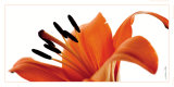 Fleur de Lys Poster by Guillaume Plisson Fleur de Lys Poster by Guillaume Plisson