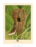 Long-Billed Marsh Wren Posters