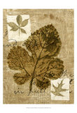 Leaf Collage IV Prints by Kate Archie
