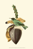 Exotic Birds VIII Prints by Georges Cuvier