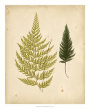 Cottage Ferns I Posters by Edward Lowe
