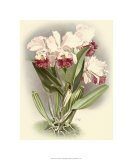 Dramatic Orchid IV Giclee Print by H.g. Moon