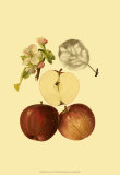 Ripe for Harvest IV Posters by Heinrich Pfeiffer