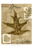 Leaf Collage II Prints by Kate Archie