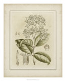 Tinted Botanical III Posters par Samuel Curtis