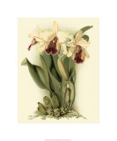 Dramatic Orchid II reproduction procédé giclée par J.k. Mosferlander