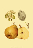 Ripe for Harvest II Posters by Heinrich Pfeiffer