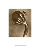Sepia Botany Study VI Giclee Print by Karl Blossfeldt