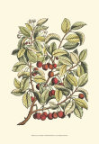 Cherry Tree Branch Print by Henri Du Monceau