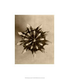 Sepia Botany Study IV Reproduction procédé giclée par Karl Blossfeldt