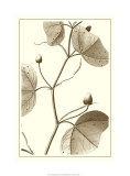 Cropped Sepia Botanical IV Giclee Print