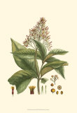 Crimson Botanical III Prints by Hierseman 
