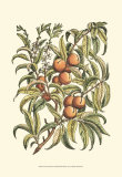 Peach Tree Branch Posters by Henri Du Monceau