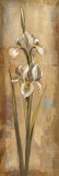 Floral Grace II Affiches par Silvia Vassileva