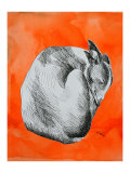 Orange Squash Print by Sarah Adams