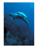 Mother and Baby Dolphins Posters by Charles Glover