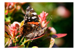 Red Admiral Prints by Antonia Illsley