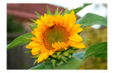 Tournesol reproduction procédé giclée par Antonia Illsley