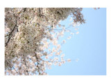 Japanese Cherry Blossom, Sakura III Giclee Print by Ryuji Adachi