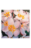 Frangipani Delight Plakater av John Birch Frangipani Delight Plakater av John Birch