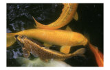 Golden Japanese Koi Fish Prints by Ryuji Adachi