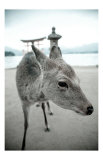 The Deer of Itsukushima Posters by Takashi Kirita