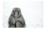 Monkey on Hot Spring Ground Prints by Takashi Kirita