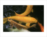 Golden Japanese Koi Fish Posters by Ryuji Adachi Golden Japanese Koi Fish Posters by Ryuji Adachi
