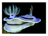 Blue Nudibranch, Glorious Sulawesi Kunst von Charles Glover