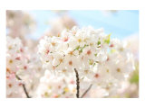 Japanese Cherry Blossom, Sakura II Affiches par Ryuji Adachi