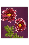 Purple and White Chrysanthemums Prints by Elise Ferguson