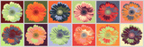 Gerbera – spektrum Plakát Gerbera – spektrum Plakát
