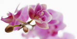 Orchid in Bloom Posters Orchid in Bloom Posters