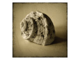 Seashell Study IV reproduction procédé giclée par Heather Jacks