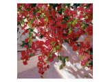 Hanging Flowers Giclee Print by Philip Craig