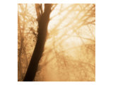 Epiphany III Giclee Print by Marvin Pelkey
