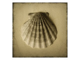 Etude de coquillage I reproduction procédé giclée par Heather Jacks