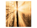 Epiphany II Giclee Print by Marvin Pelkey