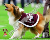 Reveille VII Texas A&M Aggies Mascot 2005 Photo Reveille VII Texas A&M Aggies Mascot 2005 Photo