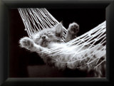 Sieste de chaton II Affiches par David Mcenery
