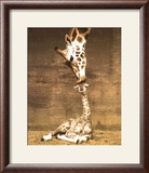 Girafe - Premier baiser Affiches par Ron D'Raine