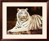 Tigre blanco sentado Pósters por Ron Kimball Tigre blanco sentado Pósters por Ron Kimball