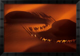 Caravane de dromadaires aux environs de Nouakchott, Mauritanie Posters par Yann Arthus-Bertrand